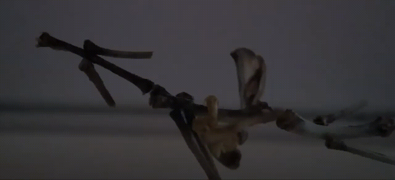 BONES